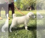 Small #2 Great Pyrenees Mix