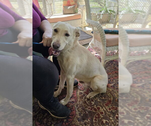 Medium Photo #21 Unknown-white german shepherd Mix Puppy For Sale in Winston Salem, NC, USA