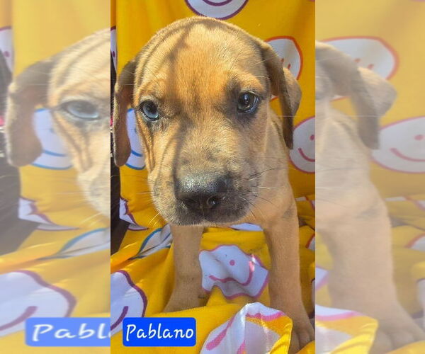Medium Photo #3 Catahoula Leopard Dog-Unknown Mix Puppy For Sale in Alexander, AR, USA