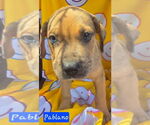Small #2 Catahoula Leopard Dog Mix