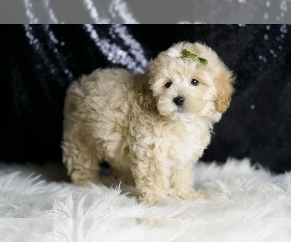 Medium Photo #4 Maltipoo Puppy For Sale in WARSAW, IN, USA
