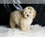 Small #3 Maltipoo