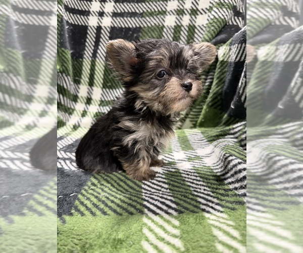 Medium Photo #1 Morkie Puppy For Sale in GUTHRIE, KY, USA