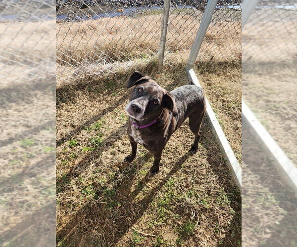 Medium Photo #3 Labrador Retriever Puppy For Sale in Evansville, IN, USA