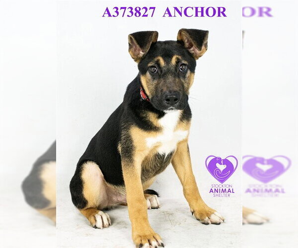 Medium Photo #2 German Shepherd Dog Puppy For Sale in Stockton, CA, USA