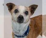 Small #11 Jack Russell Terrier Mix