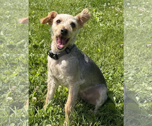 Medium Photo #4 Mutt Puppy For Sale in Jefferson, WI, USA