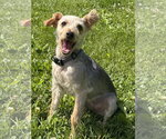 Small #3 Mutt