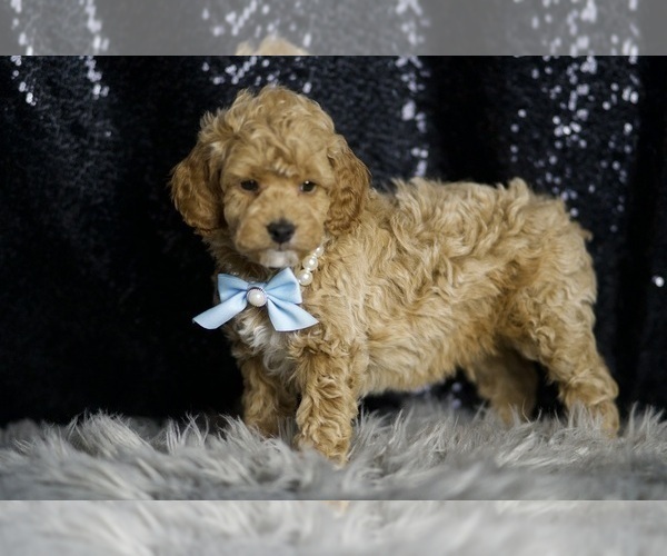 Medium Photo #124 Goldendoodle (Miniature) Puppy For Sale in WARSAW, IN, USA