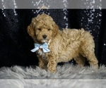 Small #3 Goldendoodle (Miniature)