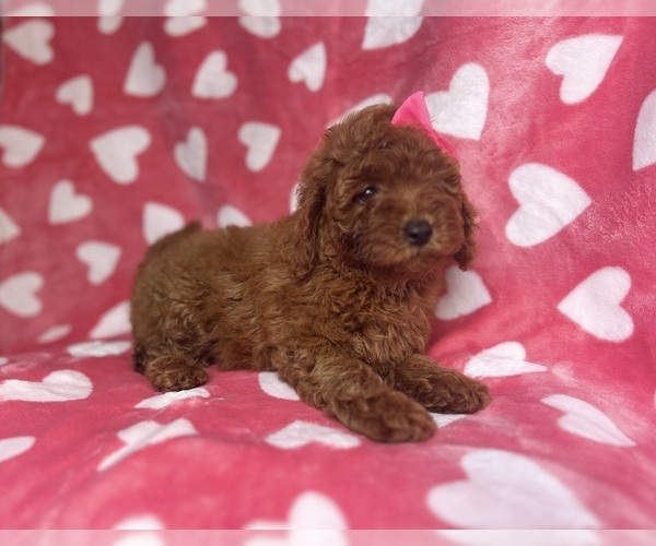 Medium Photo #7 Goldendoodle (Miniature) Puppy For Sale in LAKELAND, FL, USA