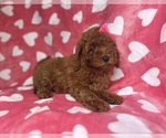 Small #6 Goldendoodle (Miniature)