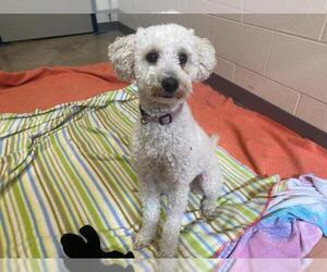 Poodle (Miniature) Dogs for adoption in Fort Wayne, IN, USA