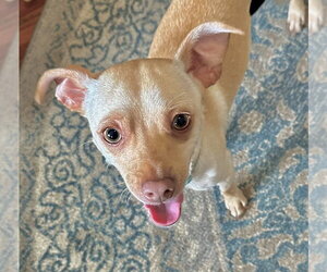 Rat-Cha Dogs for adoption in Forest, VA, USA