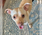 Copper - Male Rat-Cha Dog for Adoption - Small photo