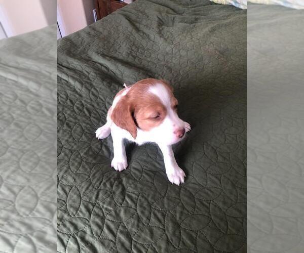 Medium Photo #11 Brittany Puppy For Sale in WESTON, WI, USA