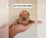 Puppy Lime Green Golden Retriever
