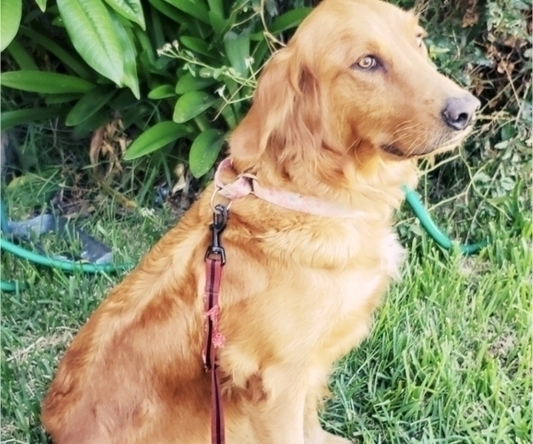 Medium Photo #1 Golden Retriever Puppy For Sale in CARSON, CA, USA