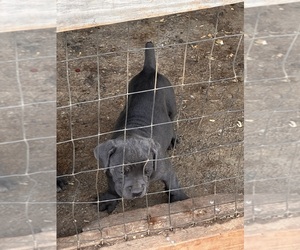 Cane Corso Puppy for Sale in OXFORD, Alabama USA