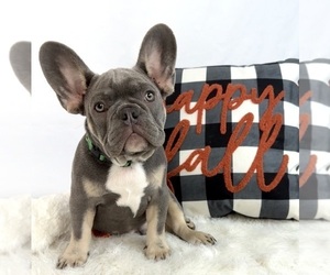French Bulldog Puppy for sale in LAKE CITY, FL, USA