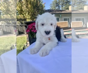 Old English Sheepdog Puppy for sale in STOCKTON, CA, USA