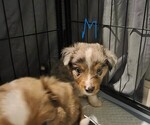 Small #5 Miniature Australian Shepherd