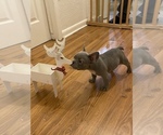 Puppy 1 French Bulldog