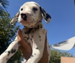 Puppy 6 Dalmatian