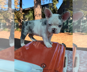 French Bulldog Puppy for Sale in SACRAMENTO, California USA