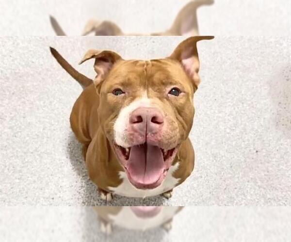 Medium Photo #2 American Pit Bull Terrier Puppy For Sale in Houston, TX, USA