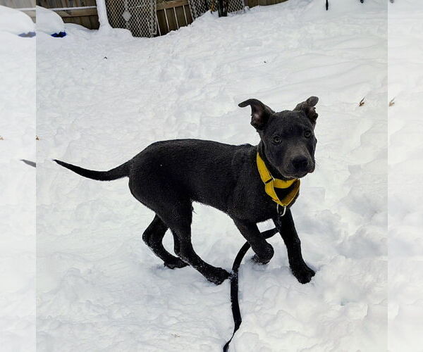 Medium Photo #2 Mutt Puppy For Sale in Cottage Grove, MN, USA