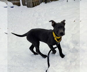 Rocky - Male Mutt Dog for Adoption - Photo #2