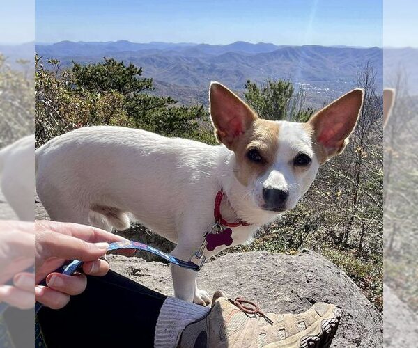 Medium Photo #1 Jack Chi Puppy For Sale in Spring Lake, NC, USA