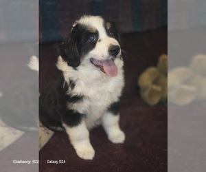 Australian Shepherd Puppy for sale in DUVALL, WA, USA