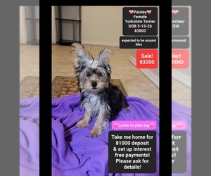 Yorkshire Terrier Puppy for sale in TUCSON, AZ, USA