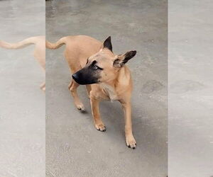 Missy - Female Mutt Dog for Adoption - Photo #17