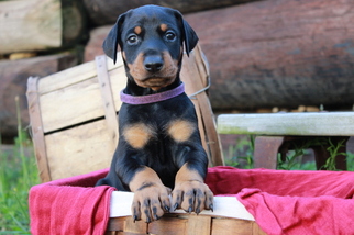 Doberman Pinscher Puppy for sale in HYNDMAN, PA, USA