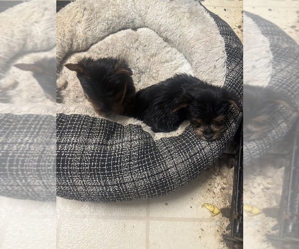 Medium Photo #6 Yorkshire Terrier Puppy For Sale in DENHAM SPRINGS, LA, USA