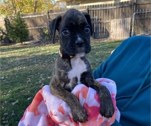 Boxer Puppy for sale in LANSING, MI, USA