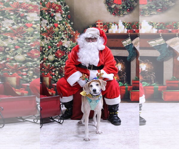 Medium Photo #3 American Foxhound-Unknown Mix Puppy For Sale in Norfolk, VA, USA