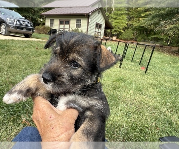 Medium Photo #4 Pomsky Puppy For Sale in LIBERTY, NC, USA
