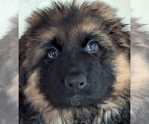 German Shepherd Dog Litter for sale in BRADFORD, OH, USA