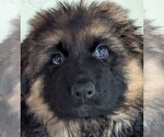 Image preview for Ad Listing. Nickname: Litter of 3