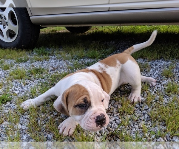 Medium Photo #13 American Bulldog Puppy For Sale in MILLS RIVER, NC, USA