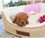 Small #16 Cavapoo (Miniature)