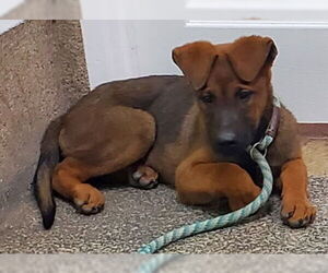 German Shepherd Dog-Unknown Mix Dogs for adoption in Ventura, CA, USA