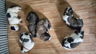 Cane Corso-Saint Bernard Mix Puppy for sale in OCONTO FALLS, WI, USA