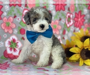 Poodle (Miniature) Puppy for sale in LANCASTER, PA, USA