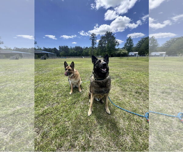 Medium Photo #2 German Shepherd Dog-Unknown Mix Puppy For Sale in La Grange , NC, USA