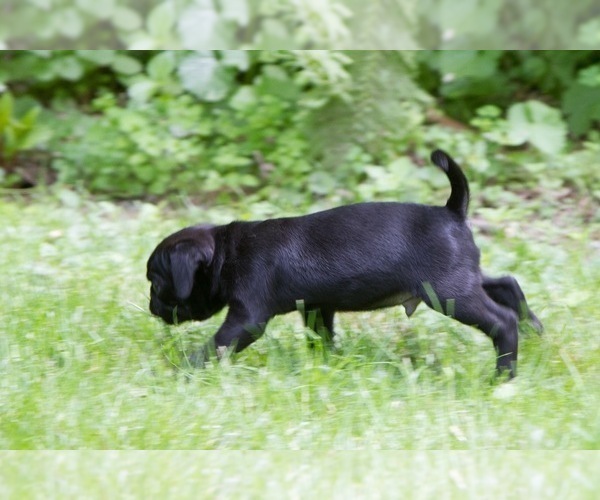 Medium Photo #8 Pug Puppy For Sale in HANNA CITY, IL, USA